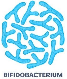Bifidobacterium là vi khuẩn tốt, cư trú trong ruột