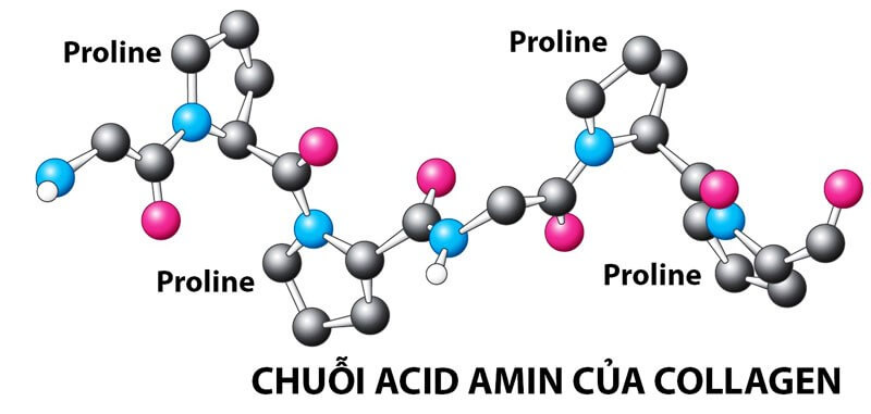 Cấu trúc Acid Amin
