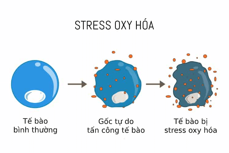 Quá trình tế bào bị stress oxy hóa khi gốc tự do tấn công