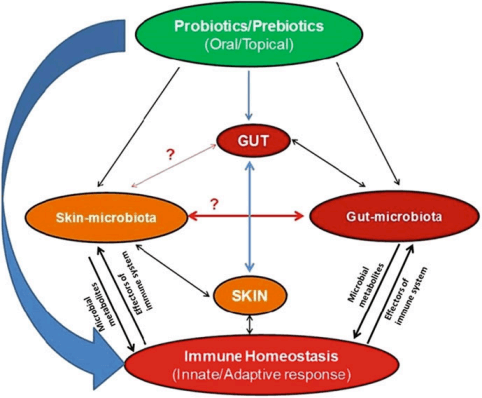 Sơ đồ về tác động của probiotics lên trục da - ruột